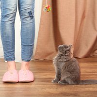 12 pazīmes, kas liecina – tavs kaķis tevi vienkārši dievina