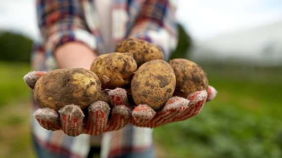 kartupeļi dārzeņi rokas rudens raža 