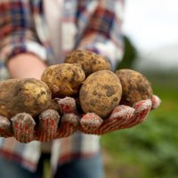 Lielais kartupeļu šķirņu saraksts un padomi stādīšanā