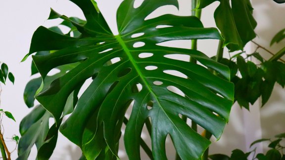 monstera, telpaugs, monstera deliciosa, monsteras