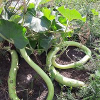 Pieredzes stāsts: kā audzēt neparastās lagenārijas, kas atgādina čūskas