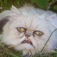 ФОТО, ВИДЕО: Страшно красивый. Кот с человеческим взглядом ужасает и влюбляет в себя