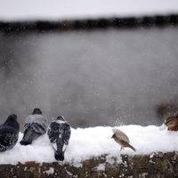 Latvijā atgriezīsies ziema; gaidāms sniegs un kailsals