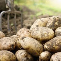 Jūnijā Latvijā bija Baltijā dārgākie kartupeļi un bietes