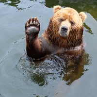 ФОТО: Он вернулся! В Елгавском крае снова замечен медведь