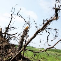 Negaisa laikā visvairāk ir cietusi Bauskas zaļā zona