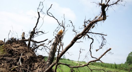 Negaisa laikā visvairāk ir cietusi Bauskas zaļā zona