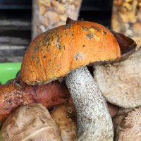 Тихая охота: вся семья отравилась собранными грибами