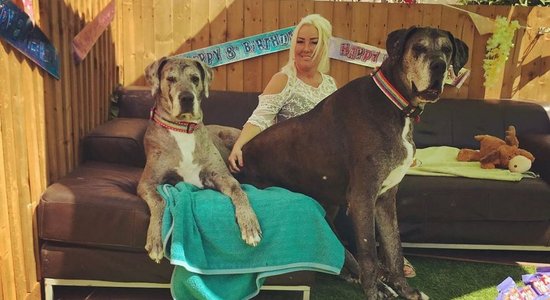 ФОТО: Самая высокая в мире собака установила новый рекорд