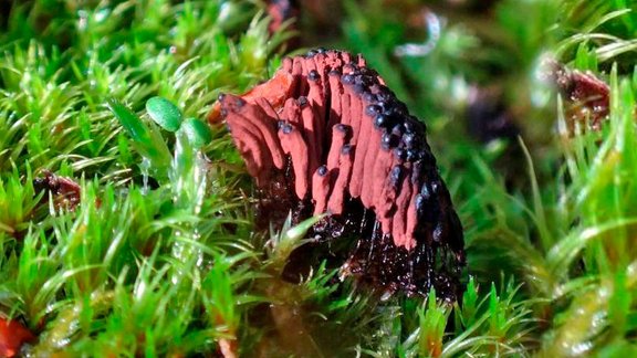 augu šokolādes gļotsēne, Stemonitis herbatica. Foto autors: Ansis Opmanis