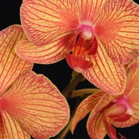 Video: No pumpura līdz eksotiskam ziedam – kā uzplaukst orhideja