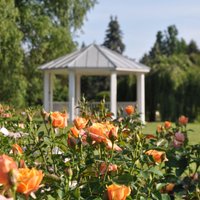 Foto: Nacionālajā botāniskajā dārzā krāšņi uzplaukušas rozes