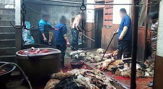 Izplatīts šokējošs video, kurā redzama suņu ādu dīrāšana Ķīnā