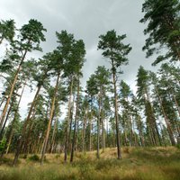 Латвийские леса принадлежат скандинавам