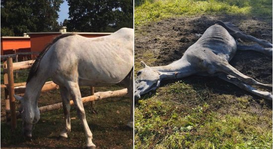 Взяла из приюта лошадь и уморила: зоозащитники требуют реального срока за жестокое обращение с животным