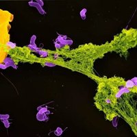 Zinātnieki pēta imūnsistēmas supervaroņu duetu – 'spaidermena' un 'pakmena' šūnas