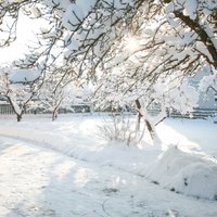 Divi iemesli, kāpēc ap kokiem un krūmiem jānomīda sniegs
