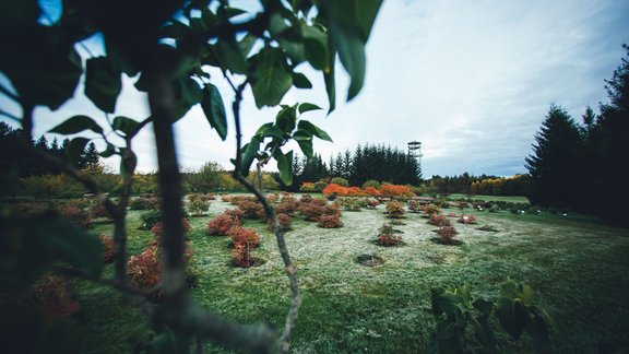 Kalsnavas arborētums rudens noskaņās 2019. gads - 7