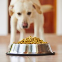'Dogo' sāga: slimības pētījumam neredz turpinājumu; šogad saslimuši ap 50 suņu