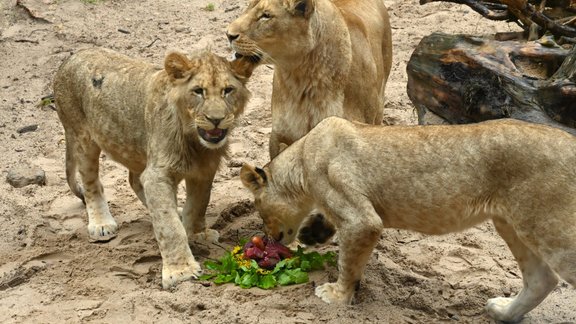 Rīgas zoo publicitātes foto