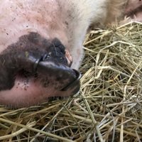 Начата ликвидация заболевших АЧС свиней на ферме "Druvas Unguri"