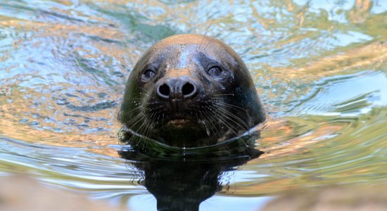 Foto: Vārda došanas svinības Rīgas zoo dzimušajam ronēnam