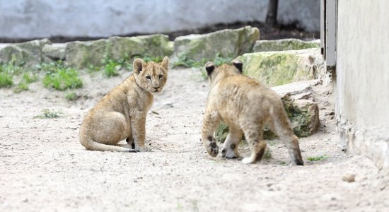 Lauvēns Varis no Rīgas zoo pārcelsies uz Dāniju, lauvene Teika – uz citiem medību laukiem