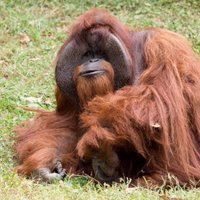 Miris orangutans Šanteks – retais primāts, kas spējis sarunāties zīmju valodā