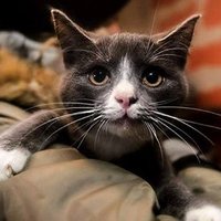Приют строит вольеры для бездомных котов: проекту нужна поддержка
