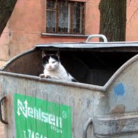 Газета: вывоз мусора в Латвии будет дорожать