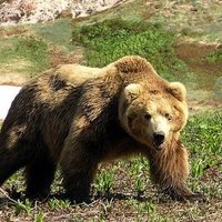 В Канаде убит медведь, который попробовал труп человека