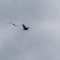 Foto: Milzīga ērgļa un stārķa kauja Tērvetes dabas parkā