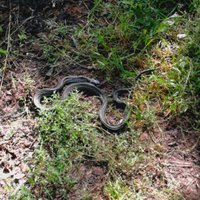 Aculiecinieks mežā pamana nepazīstamu čūsku; speciālists – tas ir zalktis