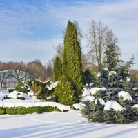Зимой и летом одним… Как создать сад, который красив в зимнее время года?