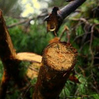 'Latvijas valsts mežu' dividendes segs samazinātās PVN likmes augļiem un dārzeņiem radīto robu budžetā