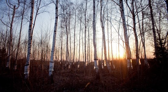 Kainažos top pasaulē pirmais sulu koku parks; aicina uz talku