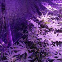 Šogad likumsargi atklājuši visvairāk marihuānas audzēšanas gadījumu kopš 2012.gada