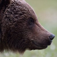 Эстония: под Валгой медведь дважды на неделе бродил около магазина-кафе