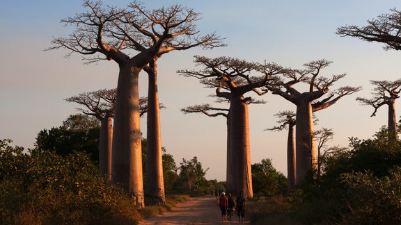 Baobabu avēnija, Madagaskara - 7