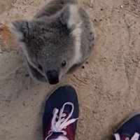 Video: Koalas mazulis filmēšanas laikā negaidīti samīļo operatoru