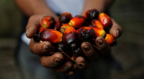 Из-за войны растет спрос на вредное для планеты пальмовое масло – производители ищут замену подсолнечному