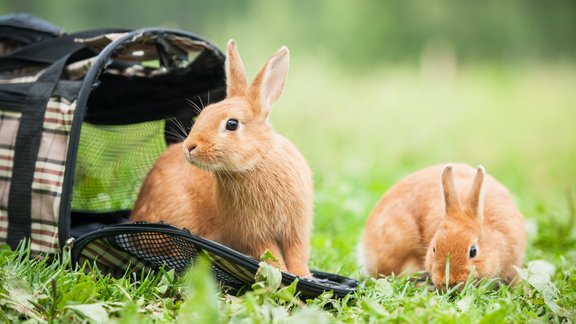 Oryctolagus cuniculus trusis mājas trusis 