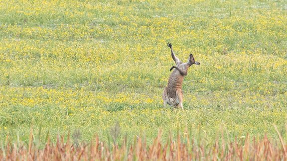 Comedywildlifephoto.com : Lea Scaddan - Opera-warm-ups