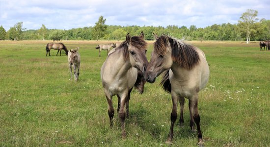 Dabas parki un mini zoo – kur doties vērot dzīvniekus Latvijā?