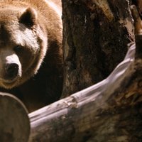 В Латвии уже около 130 медведей. Станет ли их еще больше?