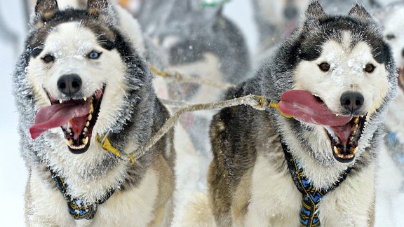 Germany Sled Dog Race.JPEG-09512