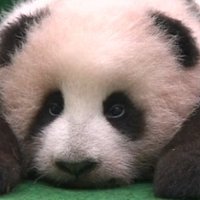 Video: Malaizijā pasauli sveic neveikls un mīļš pandu mazulis