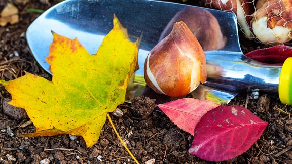 sīpoli sīpolpuķes stādīšana rudens dārza darbi