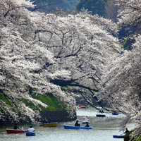 Foto: Japāņi bauda sakuru kupenu valdzinājumu Čidorigafuči parkā