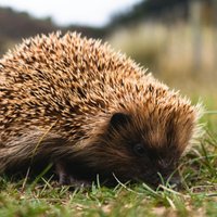 Piektdien pārsvarā būs mākoņains, pēcpusdienā sāks skaidroties